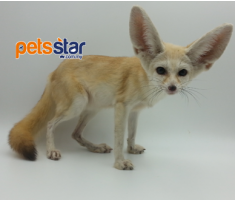 Fennec Fox