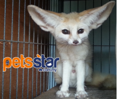 Fennec Fox Info