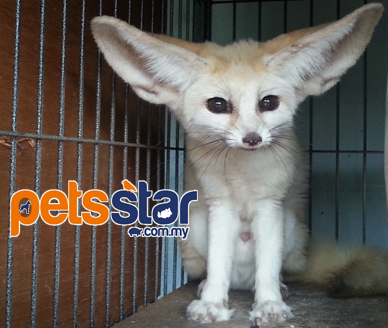 Fennec Fox Info Fennec Fox Info
