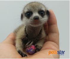 Meerkat