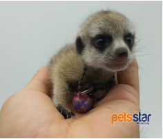 Meerkat Info Meerkat Info