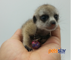 Meerkat Info