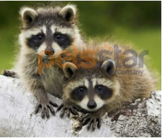 Raccoon Info Raccoon Info