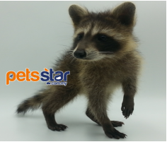 Raccoon