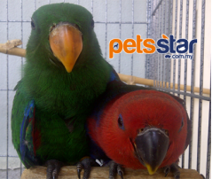 Eclectus Parrot Info