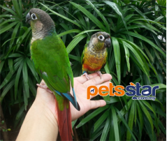Green Cheeked Conure Info
