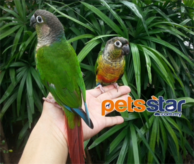 Green Cheeked Conure