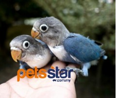 Masked Love Bird Info