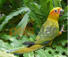 Sun Conure Info