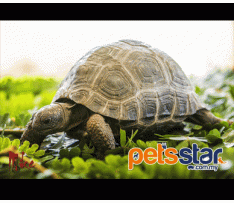 Aldabra Tortoise