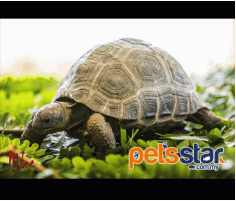 Aldabra Tortoise