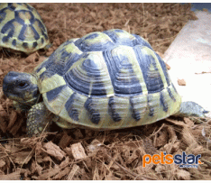 Hermann's Tortoise