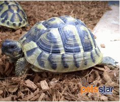 Hermann's Tortoise