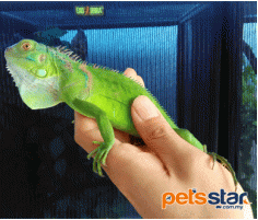 Iguana
