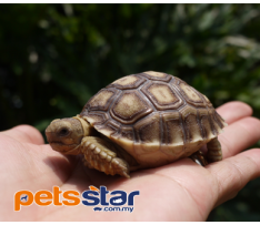 Sulcata Tortoise