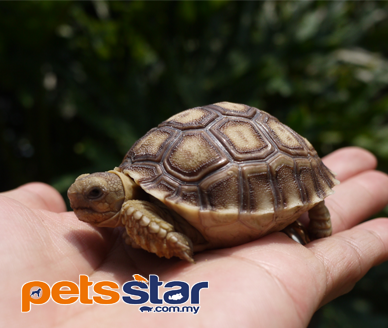 Sulcata Tortoise Sulcata Tortoise