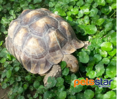 Sulcata Tortoise Info