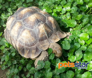 Sulcata Tortoise Info Sulcata Tortoise Info
