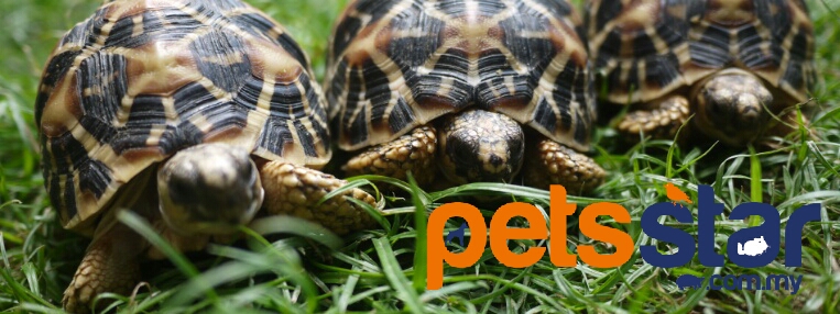 Accessories > Reptiles Accessories
