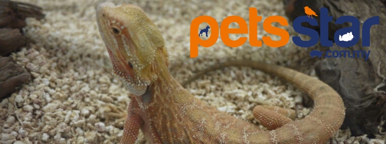 Bearded Dragon