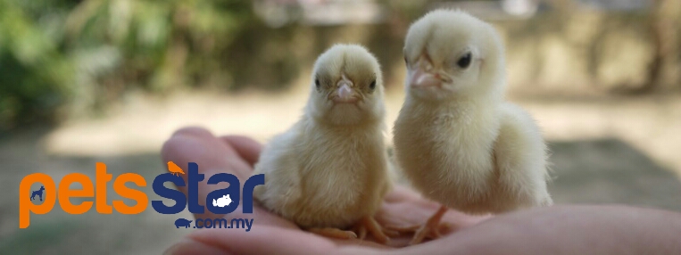 Chick