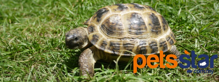 Available > Reptile