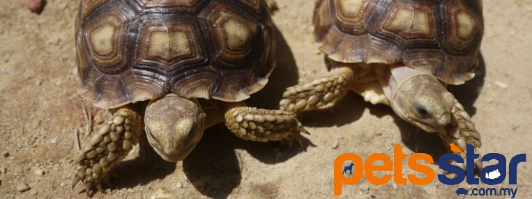 Sulcata Tortoise