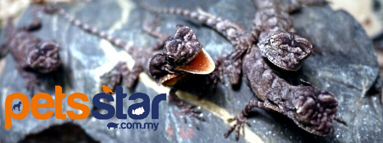 Available > Reptile 2