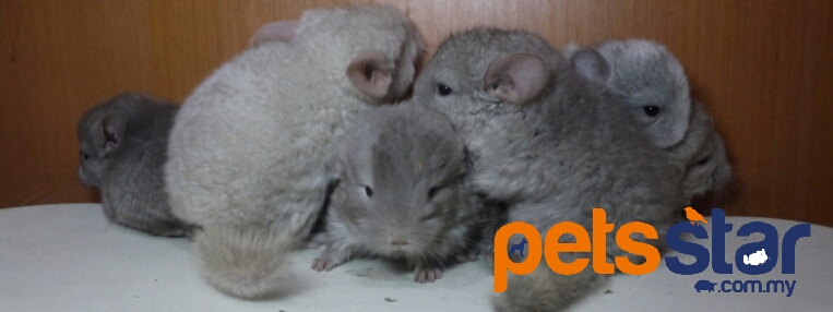 Chinchillas