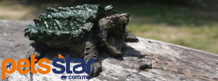 Info > Reptile