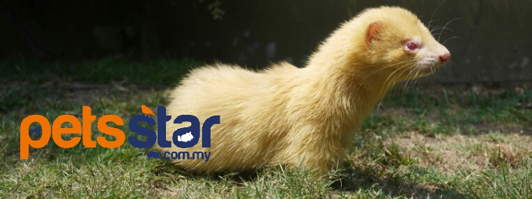Info > Small Mammal