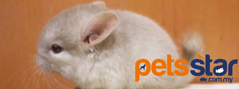 Info > Small Mammal 2