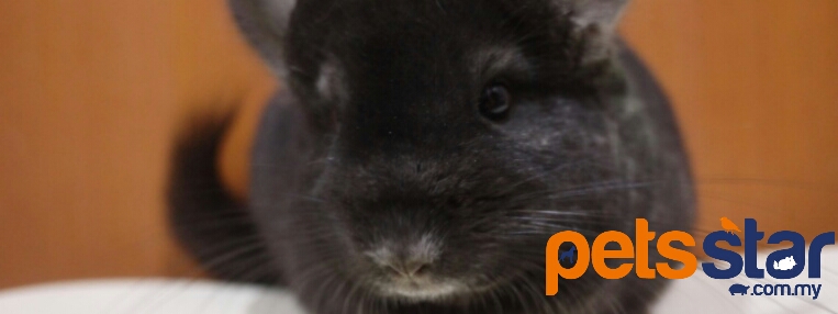 Available > Small Mammal 2