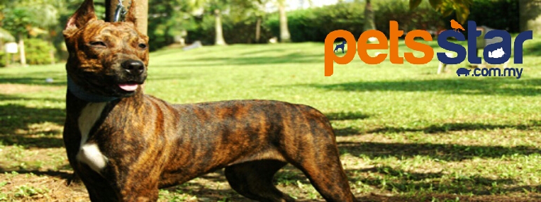 Available > Dogs