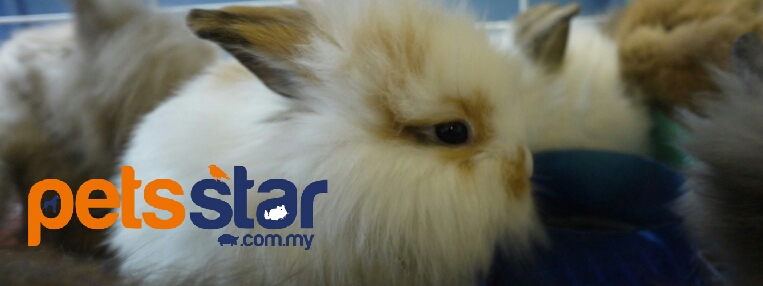 Available > Small Mammal 3