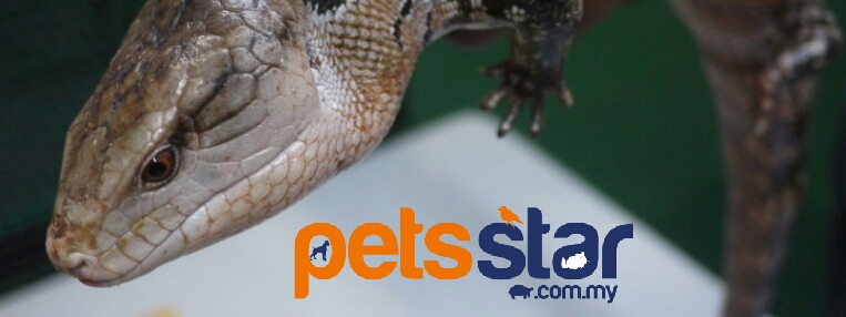 Info > Reptile 4