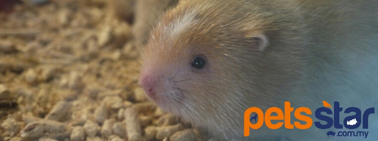 Available > Small Mammal 4