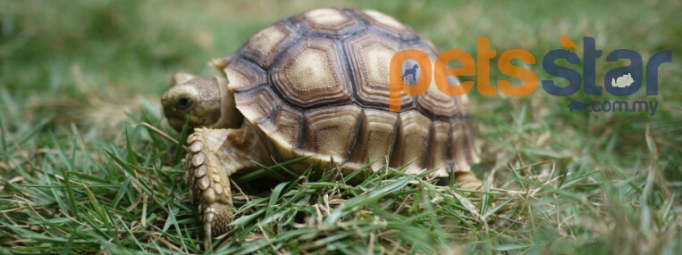 Info > Reptile 2