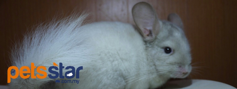 Accessories > Small Mammals Accessories