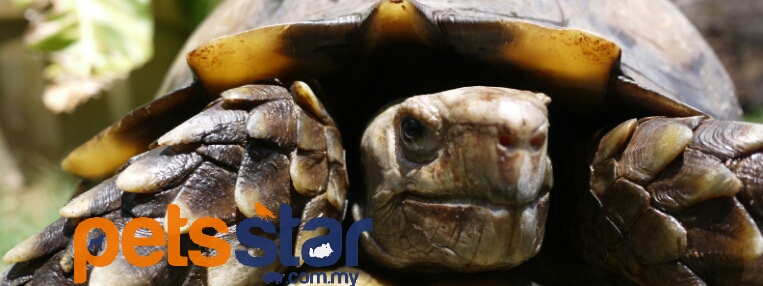Info > Reptile 1