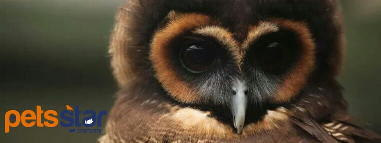 Info > Birds 4