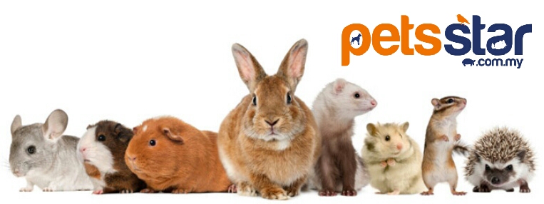 Info > Small Mammal 4