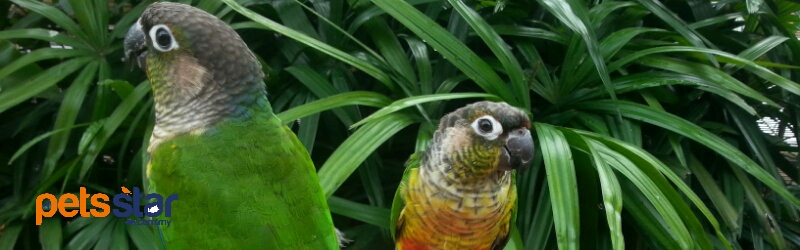 Rainbow Lorikeet