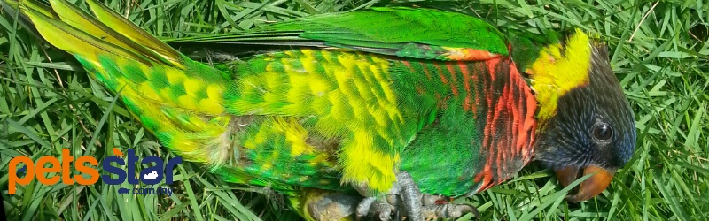 Rainbow Lorikeet