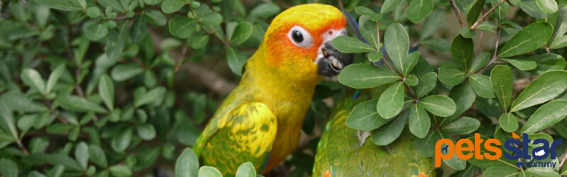 Sun Conure