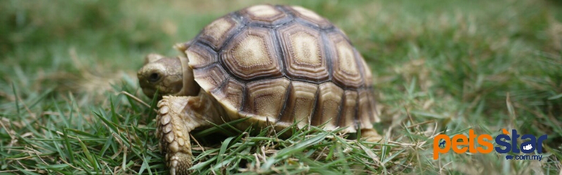 Sulcata Tortoise