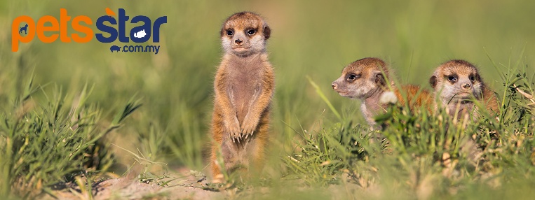 Meerkat