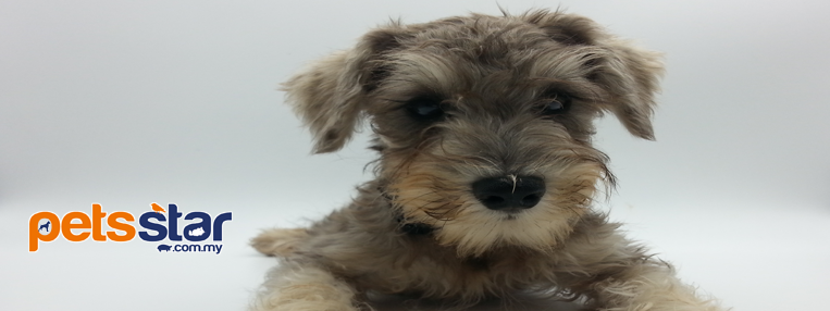Available > Dogs
