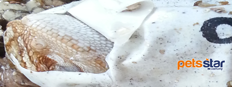 Available > Reptile 4