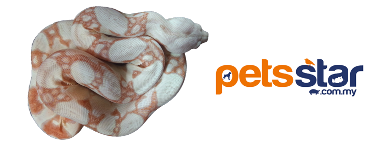 Pets Products > Reptiles 1